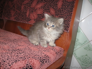 Кошечка мамы перса #303498