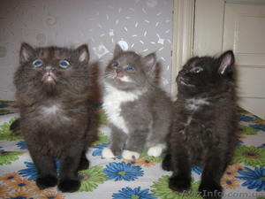 милые пушистики #303482