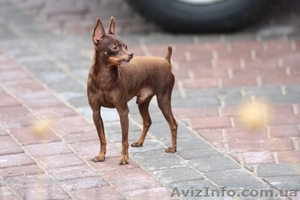той-терьер,  русский той,  самая маленькая порода #286739