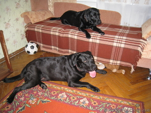 Срочно щенки лабрадор ретривер #246934
