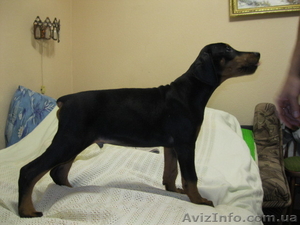 Продаются 2х месячные щенки добермана. #298563