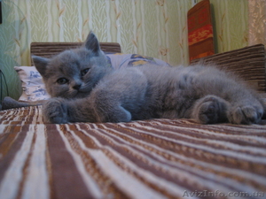 продаются котята породы шотландские вислоухие #285913