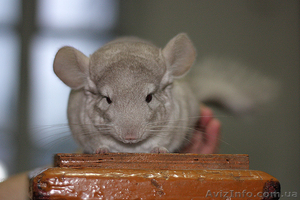 Шиншиллы разных цветов #308193