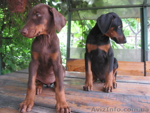 Щенки добермана с родословной. #305805