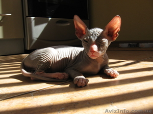 Донские сфинксята #238941