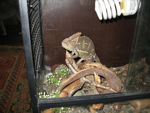 Продам Йеменского хамелеона.  #303072