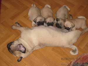 Очаровальные щенки мопса #280559