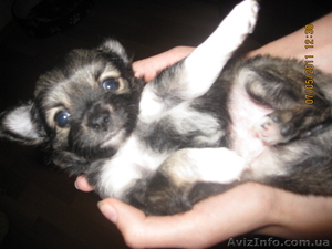 Щенки Чихуахуа ( очент красивый окрас) #280775