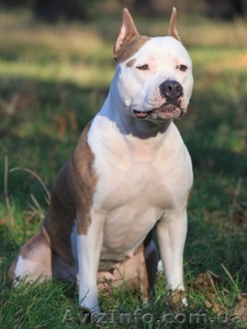 Елітні щенята Ам. Стаффо. Тер'єра. #214362