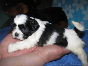 ши тсу супер щенки #281007