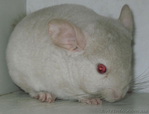 Цветные шиншиллы простых и сложных окрасов #281888