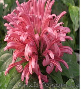 саженцы- комнатных растений #280329