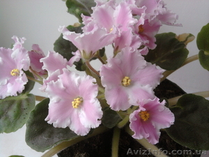 Сортовые фиалки в Одессе #300109