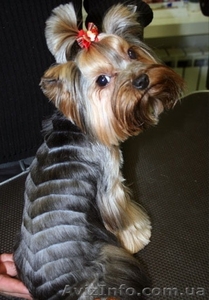 щенок йоркширского терьера 10 месяцев #307121