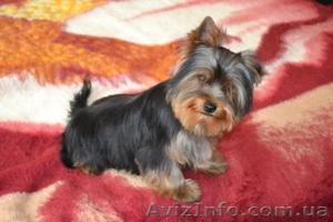 Элитные щеночки йоркширского терьера шоу-класса-КСУ. #298727
