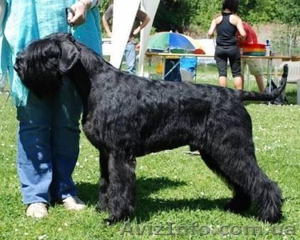 Первоклассные щенки ризеншнауцера от Интерчемпионов! #292327