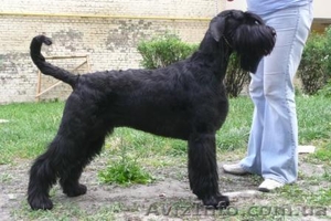 Первоклассные щеночки ризеншнауцера от Интерчемпионов! #285967