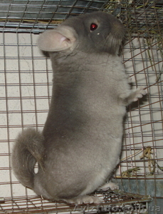 Разведение шиншиллы - сотрудничество  #281493