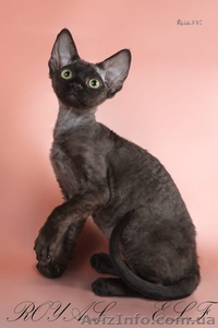 Чёрный котик девон-рекс #286758