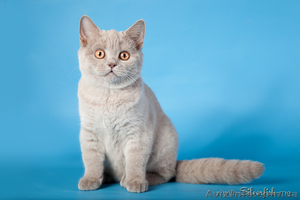 Британские котятa Fantasy Fiesta*UA #295767