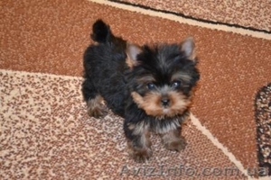 Элитные щеночки йоркширского терьера шоу-класса #283622