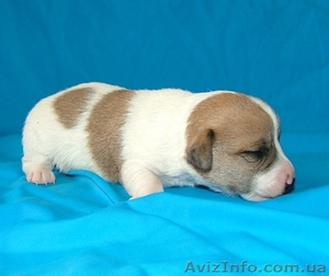 Bohema Artic-элитные гладкие щенки Джек рассел терьера #308555