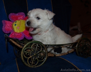 щенки вэст хайленд вайт терьер #308565