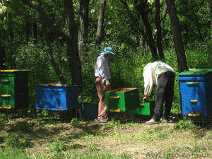 Продам високоякісний мед #309224