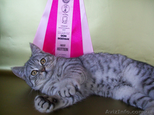 Скоттиш-страйт ШОУ класса: BEST KITTEN! #294946