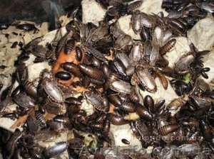 Мраморный таракан #304700