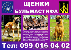 щенки бульмастифа в Запорожье #304269