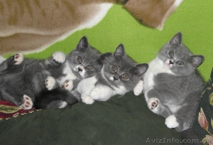 БРИТАНСКИЕ  ПЛЮШЕВЫЕ КОТЯТА #280872