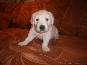 Великолепные щенки голден-ретривера #286321