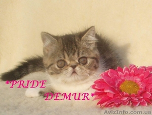 Продается экзоточка-красоточка #292240