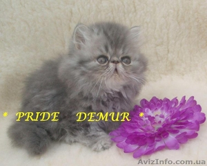 Продаются персидские котики-муркотики из питомника #292226