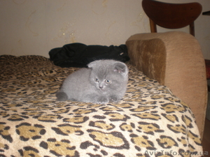 плюшевые игрушки - британские котята #299553