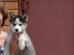 щенки сибирский хаски,  самоед #296663