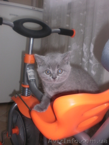 СРОЧНО продам БРИТАНЦИ ГОЛУБОГО ОКРАСА #302965