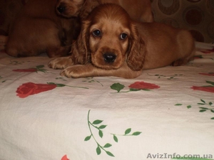 Продаю щенков породы Английский кокер спаниель #306097