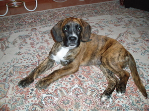 Продаю щенка породы немецкий боксер #307124