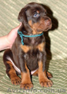 Продам высокопородых щенков добермана #290613