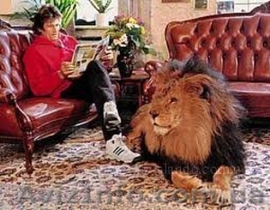 Передержка животных, няня для животных Харьков #282045