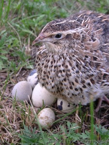 Перепела несушки #307199