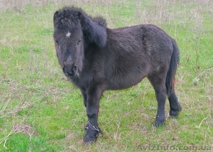 Продаю пони (Украина) #285607