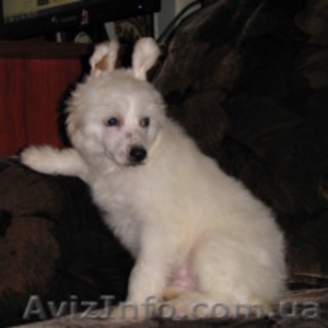 ПРОДАМ ОЧЕРОВАТЕЛЬНЫХ щенки китайской хохлатой  #304885