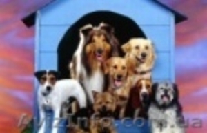 ОТЕЛЬ для ЖИВОТНЫХ!!! #296962