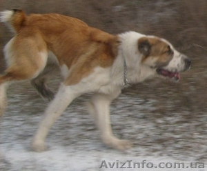 продам щенков алабая #280147