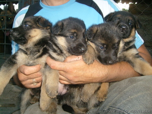 Продаю Щенков немецкой овчарки #300712