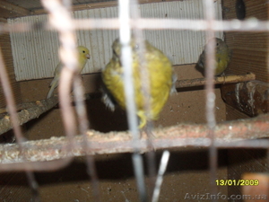 продаю канареек #4357