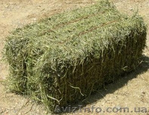 Продаю солому в тюках #284300